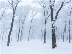 唯美冬季树林雾凇雪景摄影图片
